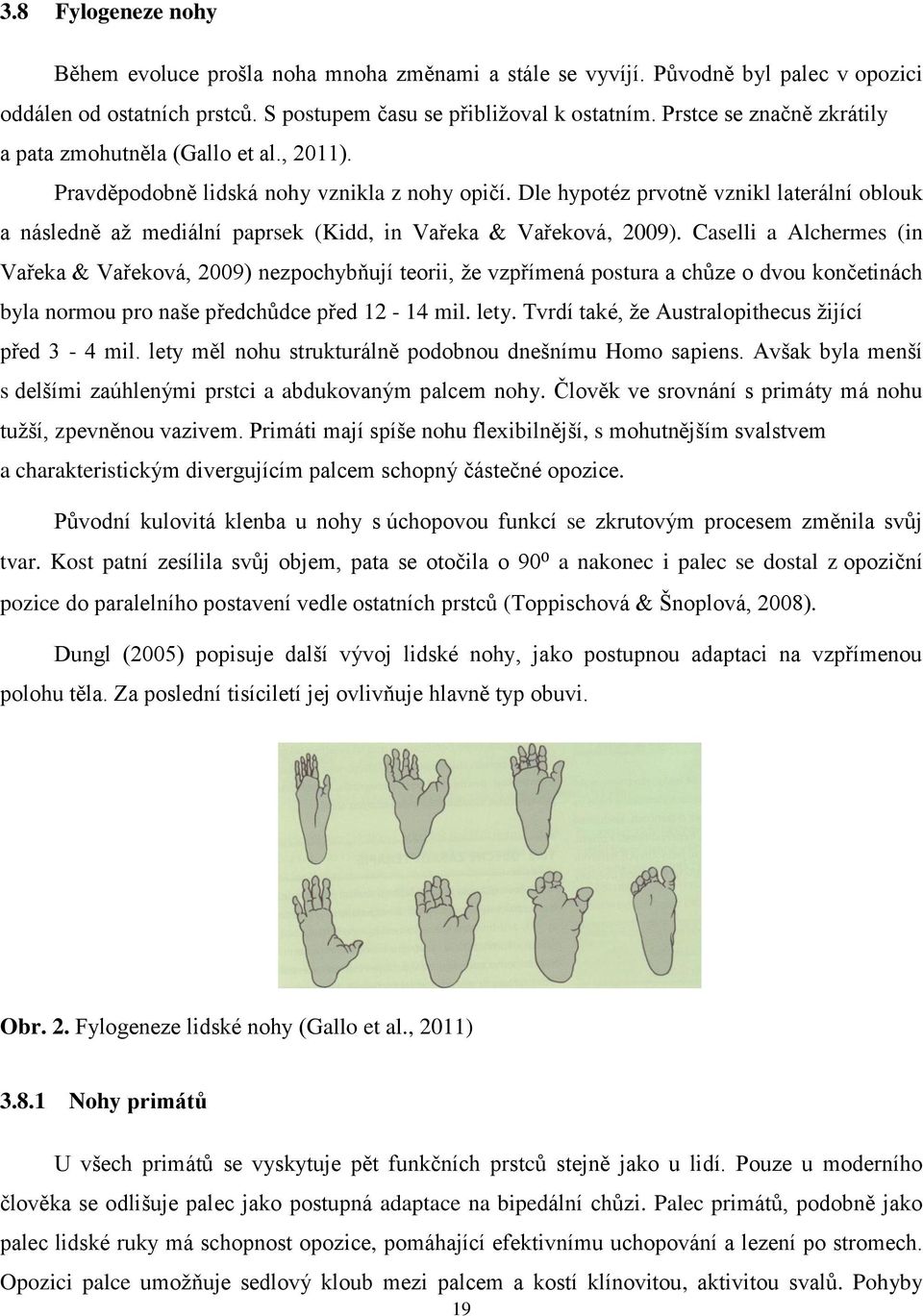 Dle hypotéz prvotně vznikl laterální oblouk a následně až mediální paprsek (Kidd, in Vařeka & Vařeková, 2009).