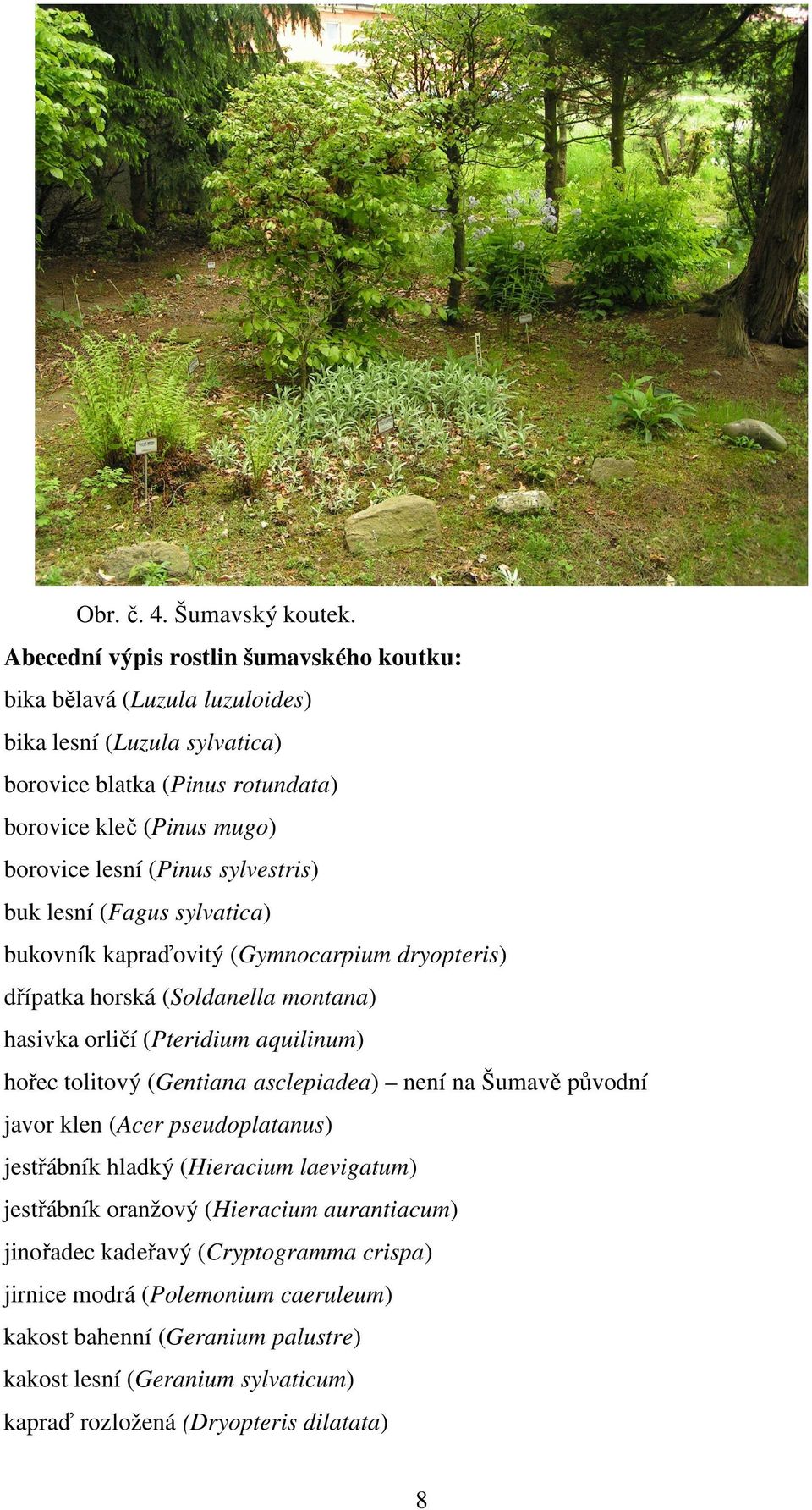 (Pinus sylvestris) buk lesní (Fagus sylvatica) bukovník kapraďovitý (Gymnocarpium dryopteris) dřípatka horská (Soldanella montana) hasivka orličí (Pteridium aquilinum) hořec tolitový