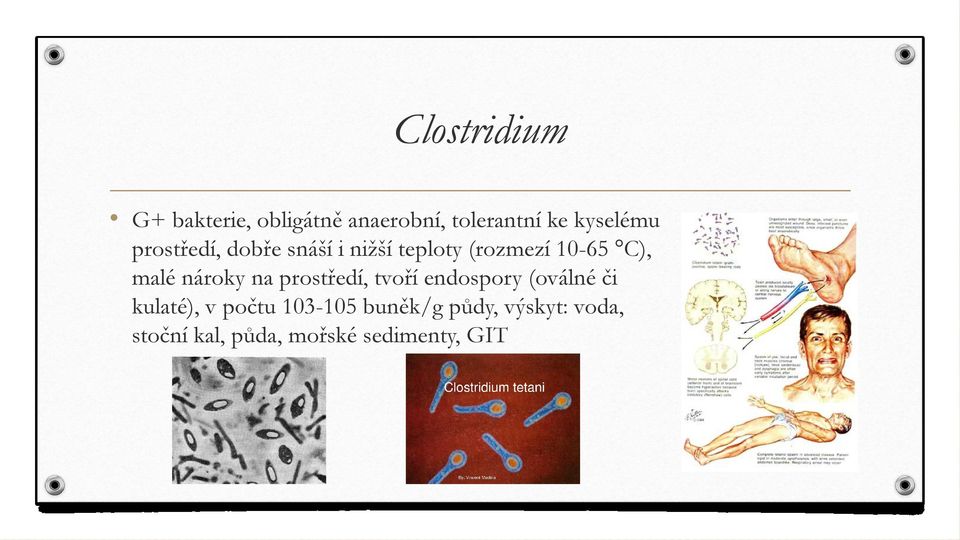 malé nároky na prostředí, tvoří endospory (oválné či kulaté), v