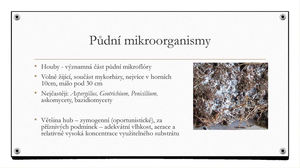 Penicillium, askomycety, bazidiomycety Většina hub zymogenní (oportunistické), za