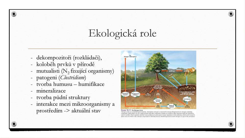 tvorba humusu humifikace - mineralizace - tvorba půdní struktury