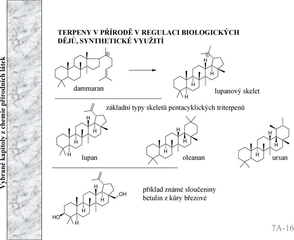 typy skeletů pentacyklických triterpenů lupan