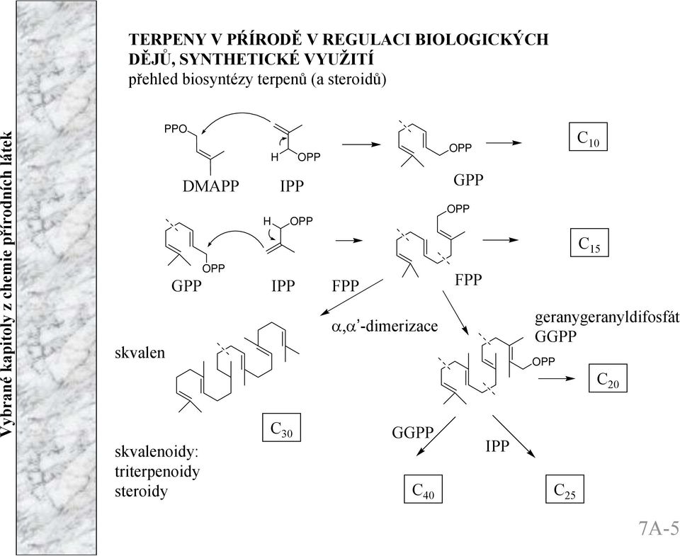 steroidy PP DMAPP IPP GPP IPP C 30 PP PP FPP α,α -dimerizace GGPP C 40