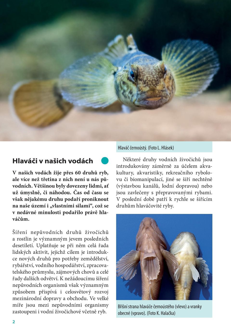 Šíření nepůvodních druhů živočichů a rostlin je významným jevem posledních desetiletí.