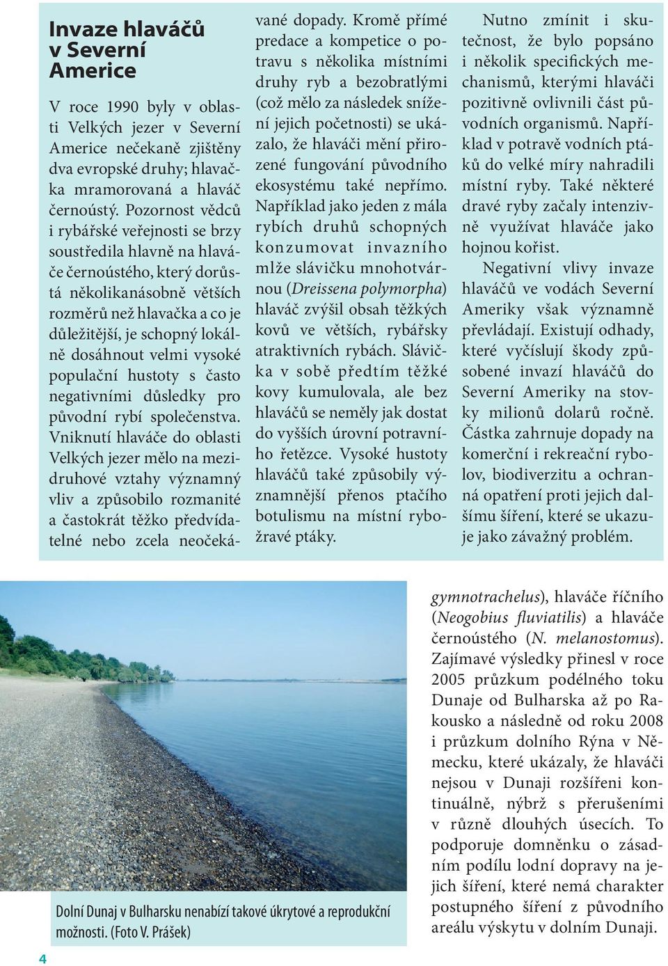 velmi vysoké populační hustoty s často negativními důsledky pro původní rybí společenstva.