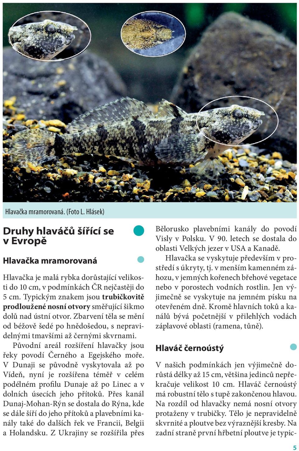 Původní areál rozšíření hlavačky jsou řeky povodí Černého a Egejského moře.