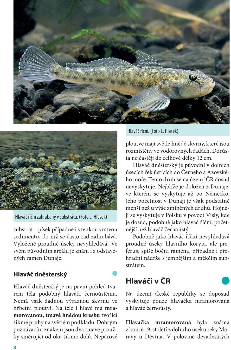 Nemá však žádnou výraznou skvrnu ve hřbetní ploutvi. Na těle i hlavě má mramorovanou, tmavě hnědou kresbu tvořící šikmé pruhy na světlém podkladu.