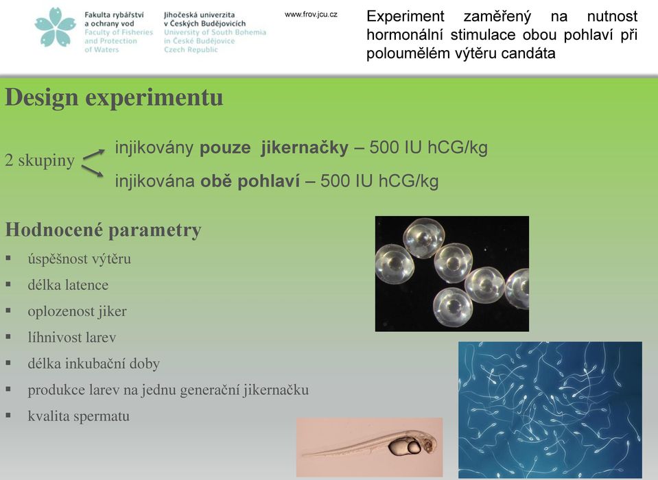 obě pohlaví 500 IU hcg/kg Hodnocené parametry úspěšnost výtěru délka latence oplozenost