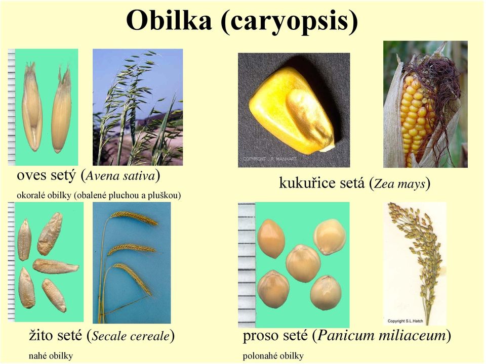 kukuřice setá (Zea mays) žito seté (Secale