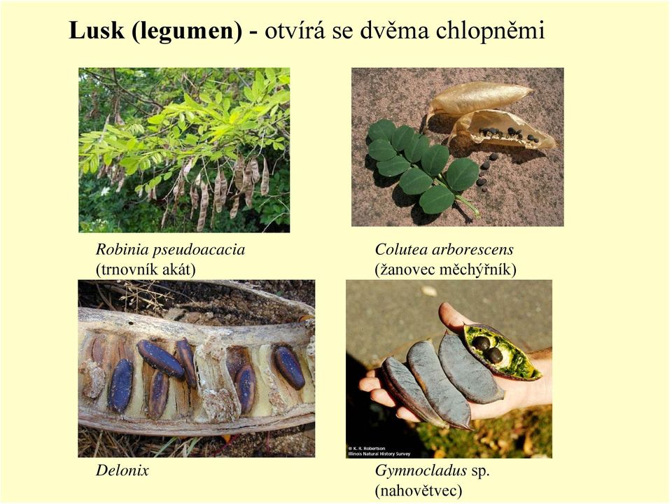 (trnovník akát) Colutea arborescens