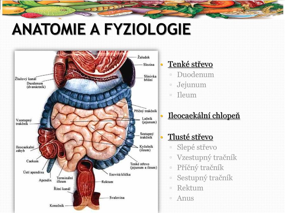 chlopeň Tlusté střevo Slepé střevo