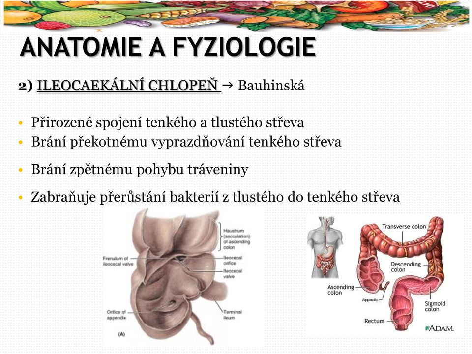 překotnému vyprazdňování tenkého střeva Brání zpětnému