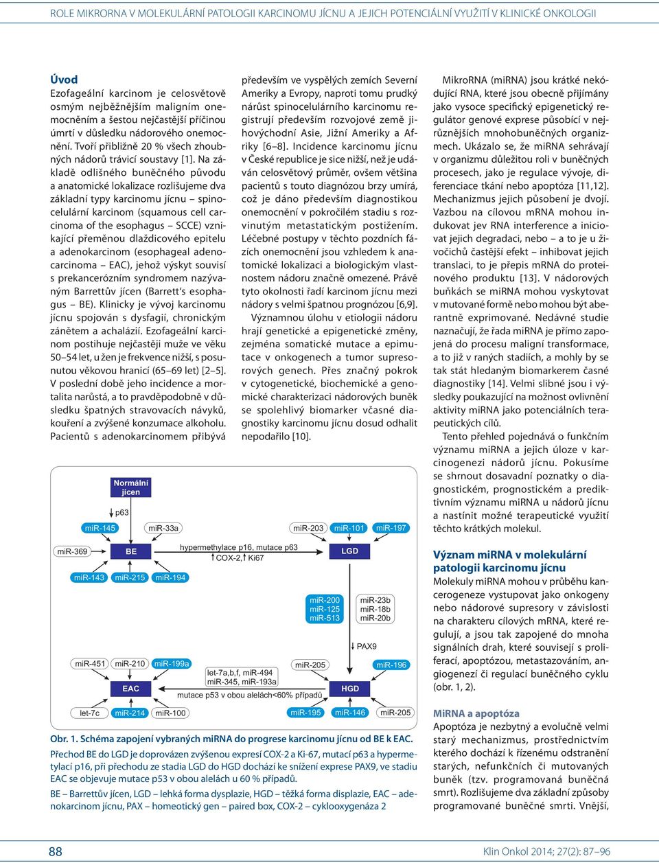 Na základě odlišného buněčného původu a anatomické lokalizace rozlišujeme dva základní typy karcinomu jícnu spinocelulární karcinom (squamous cell carcinoma of the esophagus SCCE) vznikající přeměnou