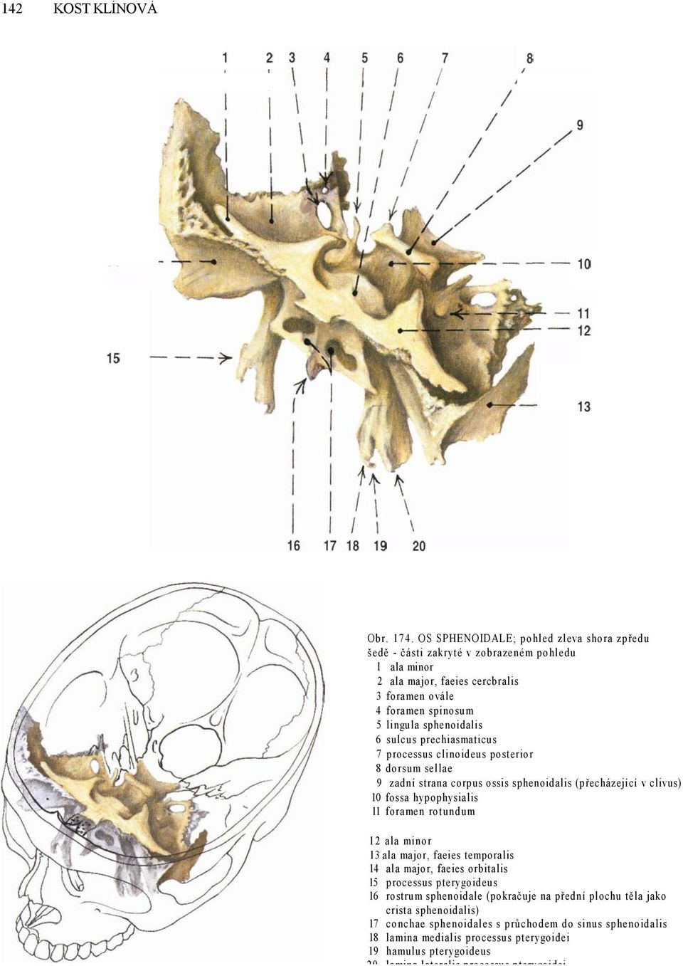 6 sulcus prechiasmaticus 7 processus clinoideus posterior 8 dorsum sellae 9 zadní strana corpus ossis sphenoidalis (přecházející v clivus) 10 fossa hypophysialis 11 foramen rotundum 12