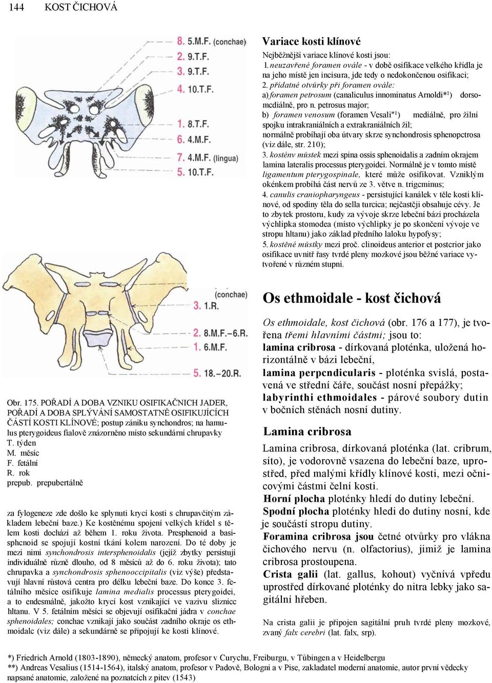 přídatné otvůrky při foramen ovále: a) foramen petrosum (canaliculus innominatus Arnoldi* 1 ) dorsomcdiálně, pro n.