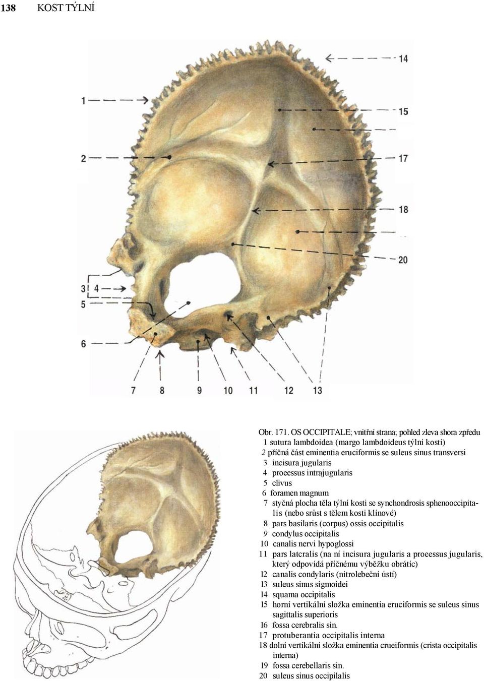 proeessus intrajugularis 5 clivus 6 foramen magnum 7 styčná plocha těla týlní kosti se synchondrosis sphenooccipitalis (nebo srůst s tělem kosti klínové) 8 pars basilaris (corpus) ossis occipitalis 9
