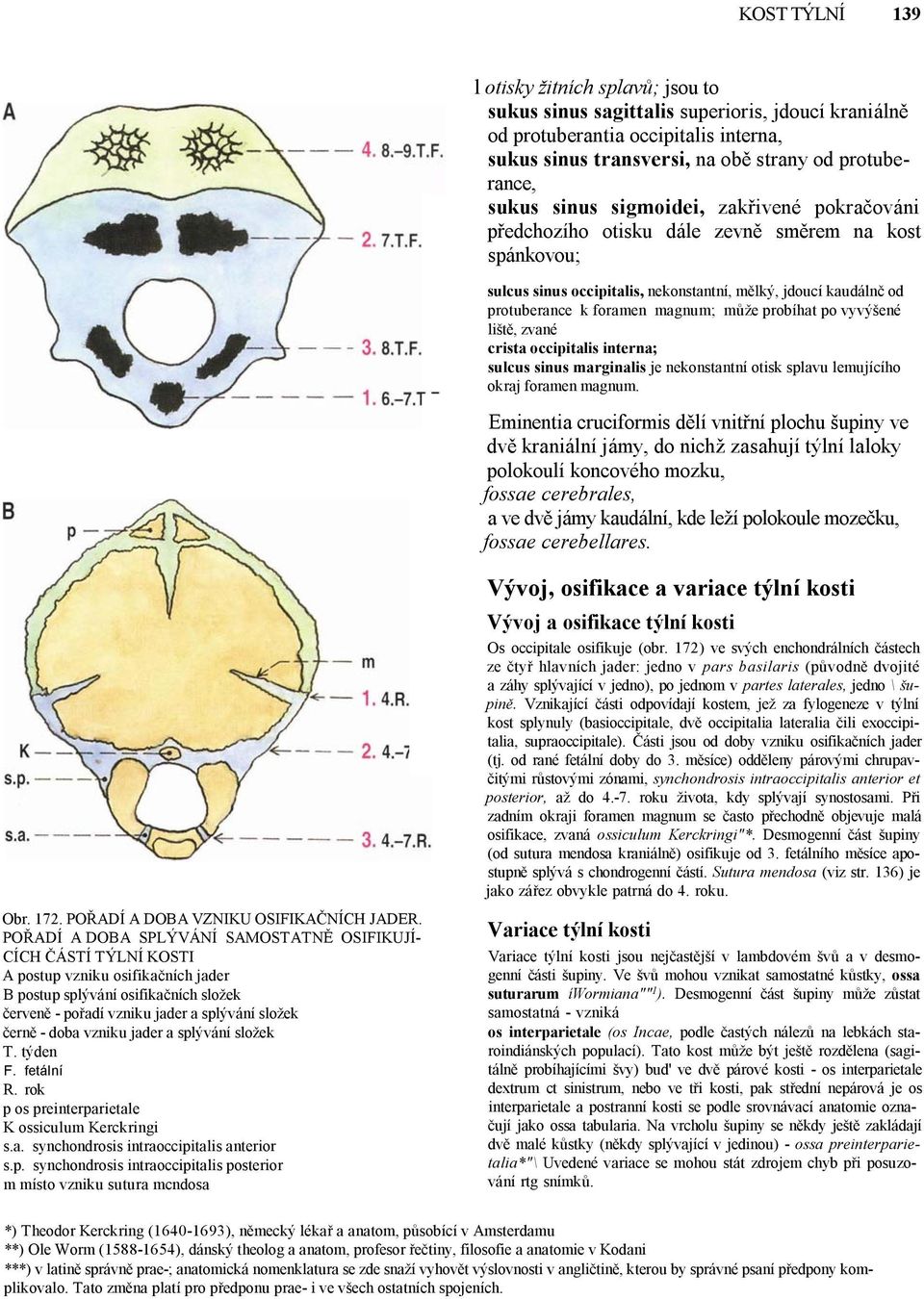 probíhat po vyvýšené liště, zvané crista occipitalis interna; sulcus sinus marginalis je nekonstantní otisk splavu lemujícího okraj foramen magnum.