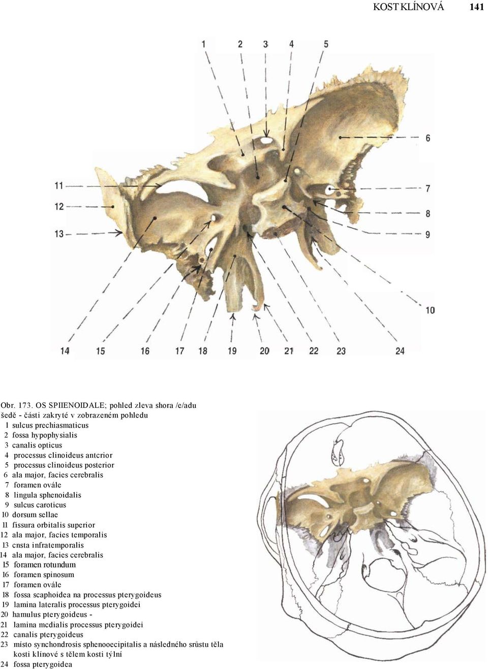 clinoideus posterior 6 ala major, facies cerebralis 7 foramen ovále 8 lingula sphenoidalis 9 sulcus caroticus 10 dorsum sellae 11 fissura orbitalis superior 12 ala major, facies temporalis 13 cnsta