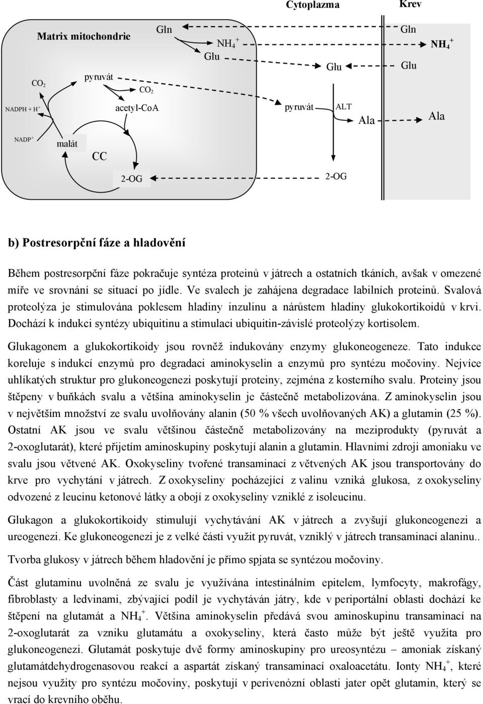 Svalová proteolýza je stimulována poklesem hladiny inzulinu a nárůstem hladiny glukokortikoidů v krvi. Dochází k indukci syntézy ubiquitinu a stimulaci ubiquitin-závislé proteolýzy kortisolem.