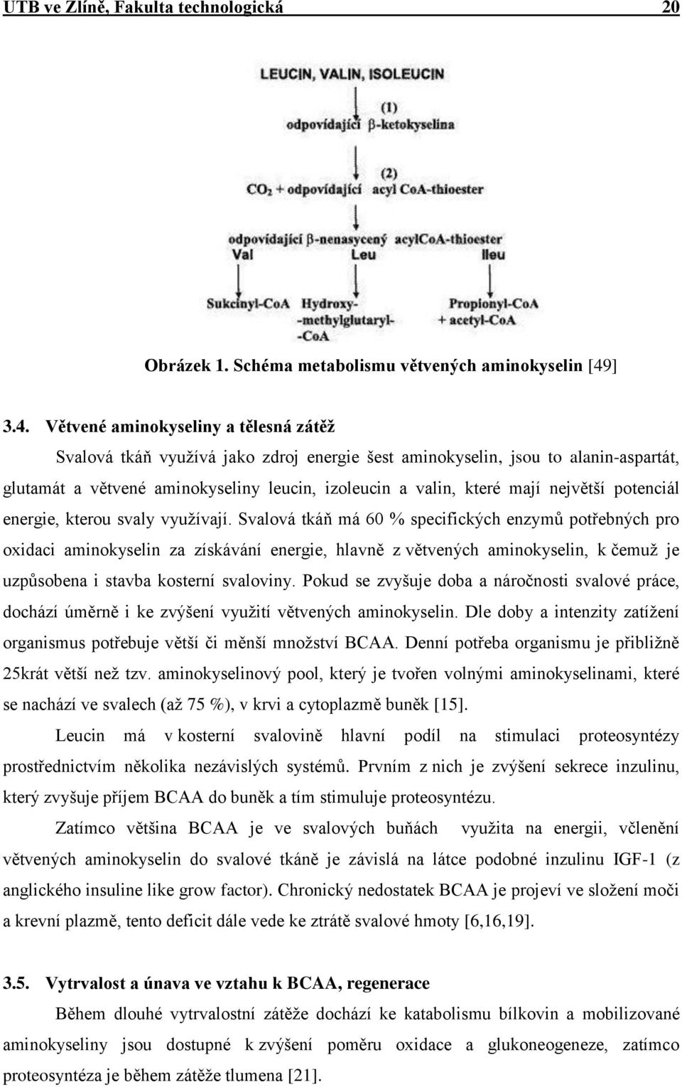 Větvené aminokyseliny a tělesná zátěž Svalová tkáň využívá jako zdroj energie šest aminokyselin, jsou to alanin-aspartát, glutamát a větvené aminokyseliny leucin, izoleucin a valin, které mají