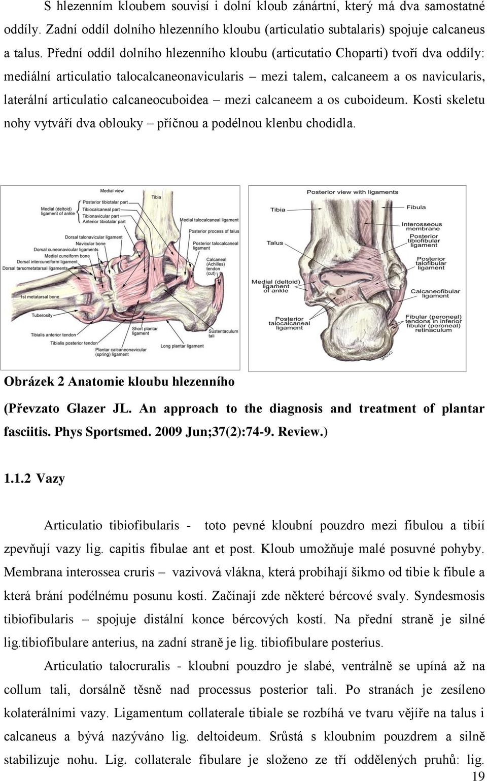 calcaneocuboidea mezi calcaneem a os cuboideum. Kosti skeletu nohy vytváří dva oblouky příčnou a podélnou klenbu chodidla. Obrázek 2 Anatomie kloubu hlezenního (Převzato Glazer JL.