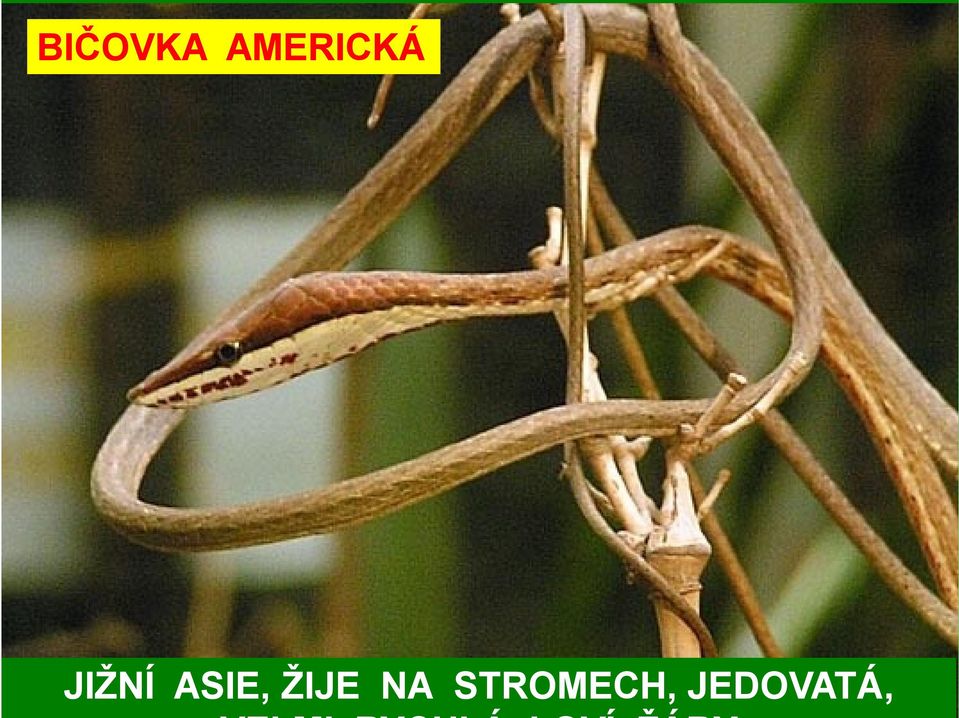 JIŽNÍ ASIE,