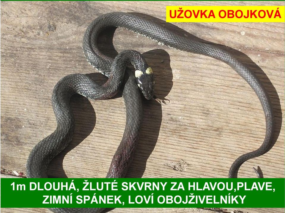 ZA HLAVOU,PLAVE, ZIMNÍ