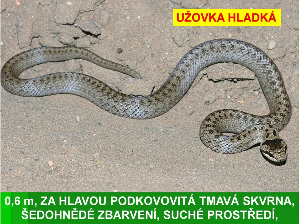 TMAVÁ SKVRNA, ŠEDOHNĚDÉ