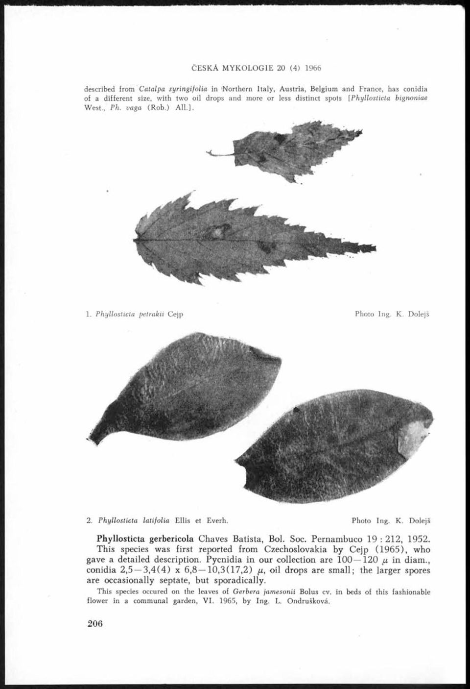 Soc. Pernambuco 19 : 212, 1952. This species was first reported from Czechoslovakia by Cejp (1 9 6 5 ), who gave a detailed description. Pycnidia in our collection are 1 0 0 120 p. in diam.