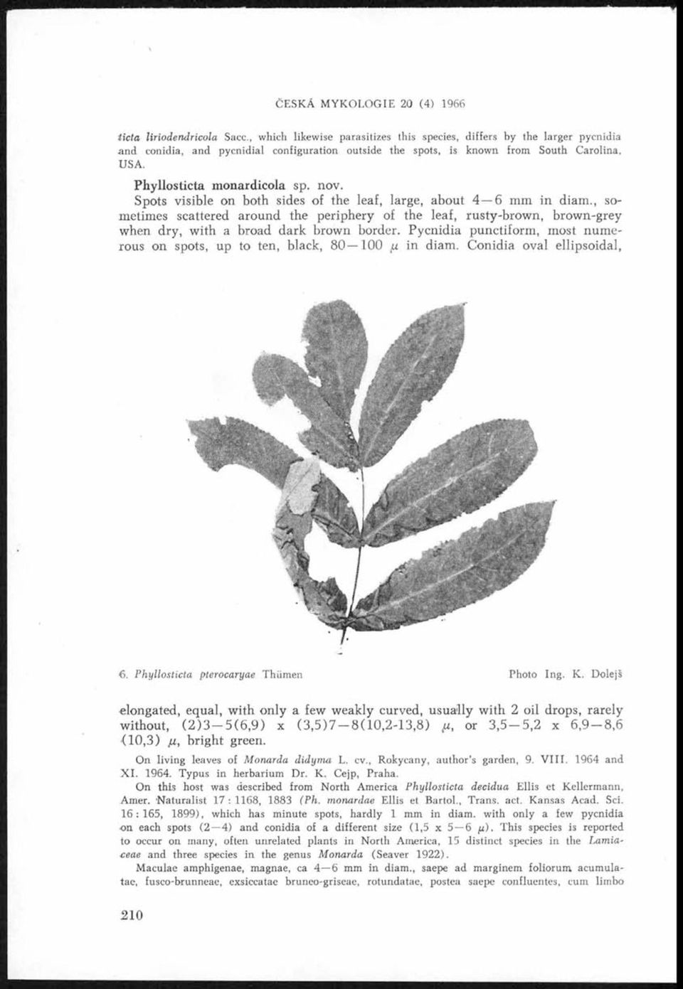 nov. Spots visible on both sides of the leaf, large, about 4 6 mm in diam., sometimes scattered around the periphery of the leaf, rusty-brown, brown-grey when dry, with a broad dark brown border.