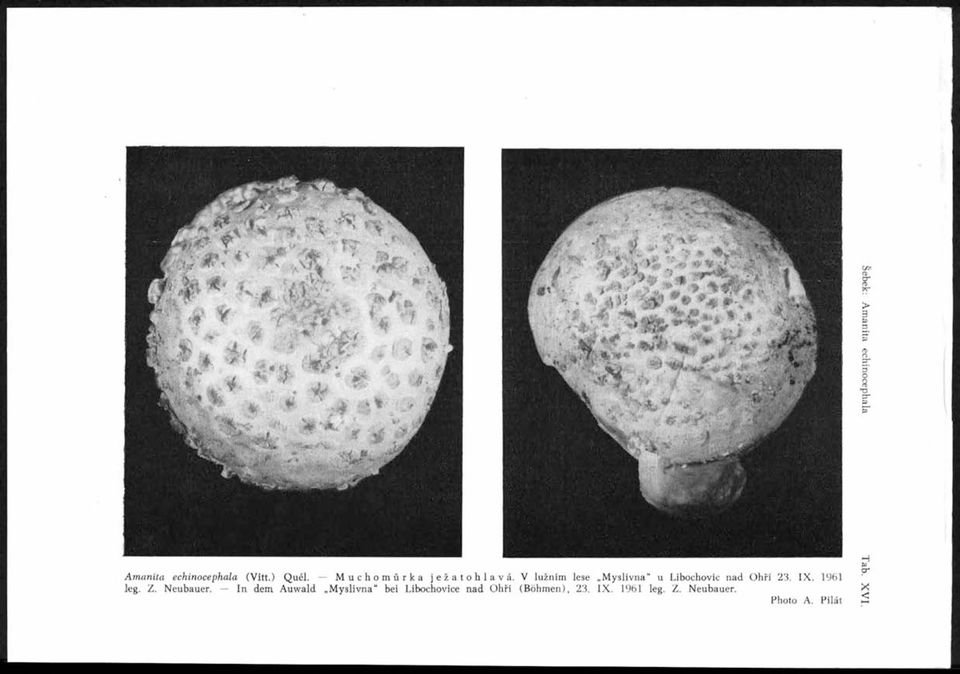 AB A m anita echin ocephala (Vitt.) Quél. Muchomůrka ježatohlavá. V lužnim lese Myslivna u Libochovic nad Ohří 23. IX.