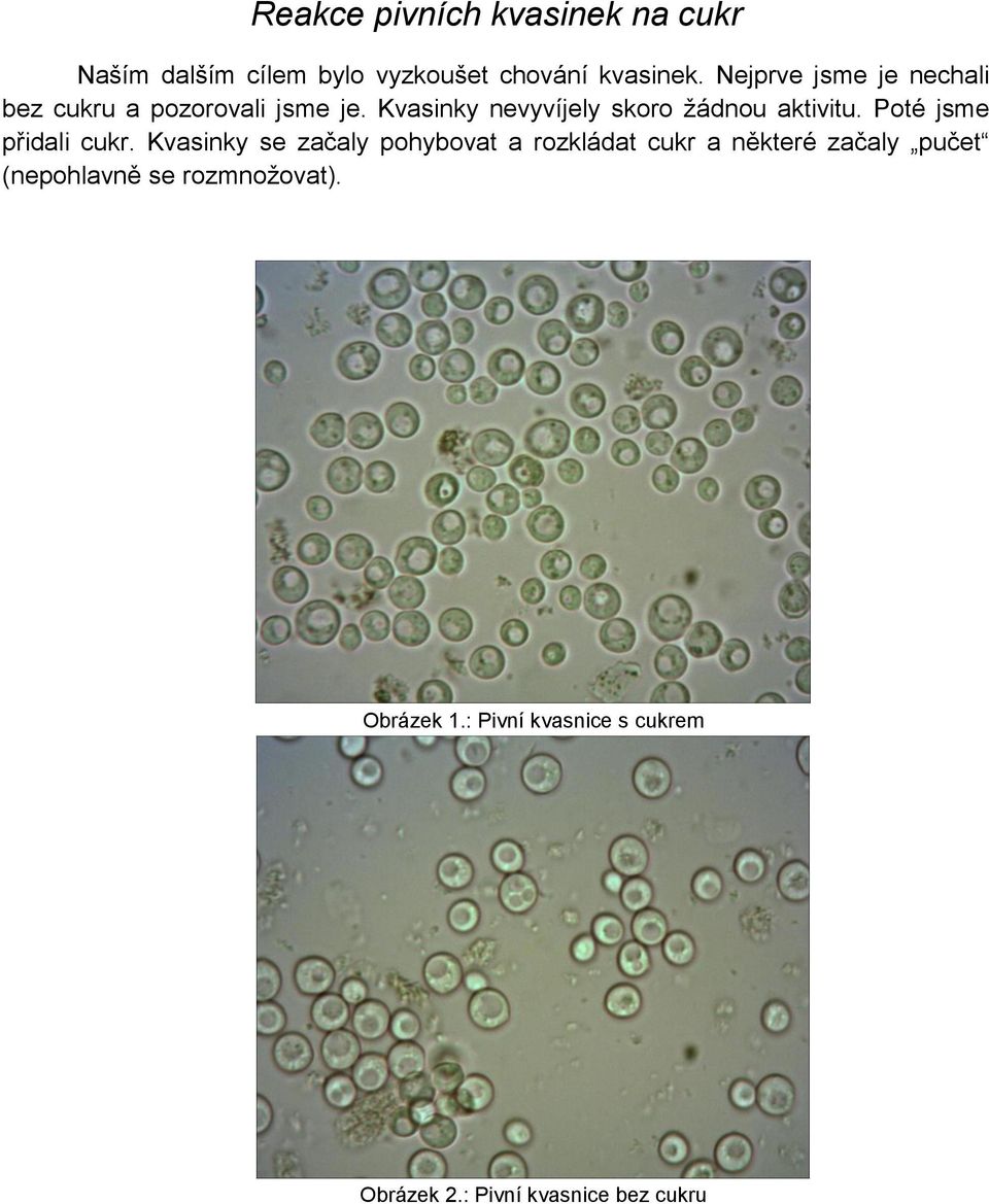 Kvasinky nevyvíjely skoro žádnou aktivitu. Poté jsme přidali cukr.