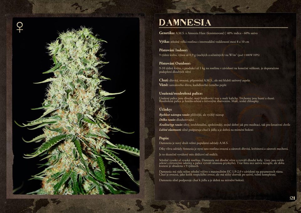 x Amnesia Haze (feminizované) 40% indica - 60% sativa Výška: středně velká rostlina s internodální vzdáleností mezi 8 a 10 cm 9 týdnů květu, výnos až 0,9 g (suchých a očistěných) na W/m2 (pod 1 000W