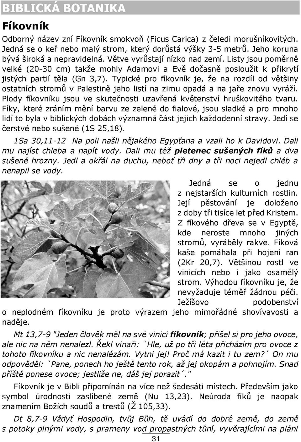 Typické pro fíkovník je, že na rozdíl od většiny ostatních stromů v Palestině jeho listí na zimu opadá a na ja e znovu vyráží.