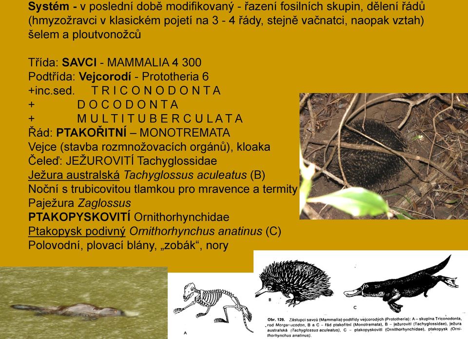 T R I C O N O D O N T A + D O C O D O N T A + M U L T I T U B E R C U L A T A Řád: PTAKOŘITNÍ MONOTREMATA Vejce (stavba rozmnoţovacích orgánů), kloaka Čeleď: