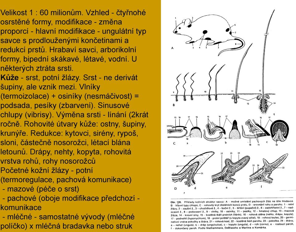 Vlníky (termoizolace) + osiníky (nesmáčivost) = podsada, pesíky (zbarvení). Sinusové chlupy (vibrisy). Výměna srsti - línání (2krát ročně. Rohovité útvary kůţe: ostny, šupiny, krunýře.