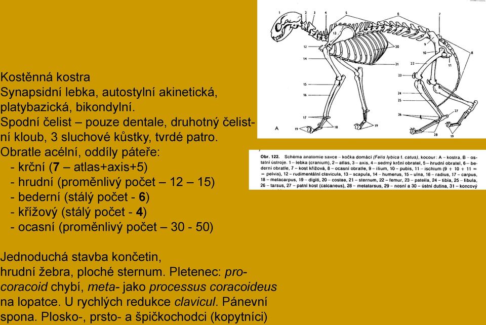 Obratle acélní, oddíly páteře: - krční (7 atlas+axis+5) - hrudní (proměnlivý počet 12 15) - bederní (stálý počet - 6) - kříţový (stálý počet