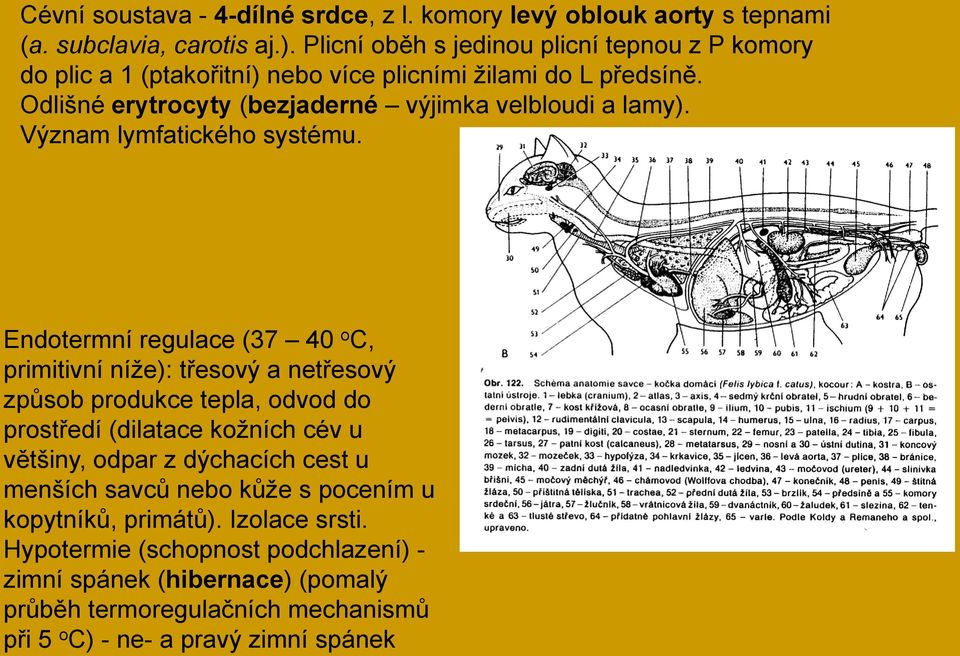 Význam lymfatického systému.