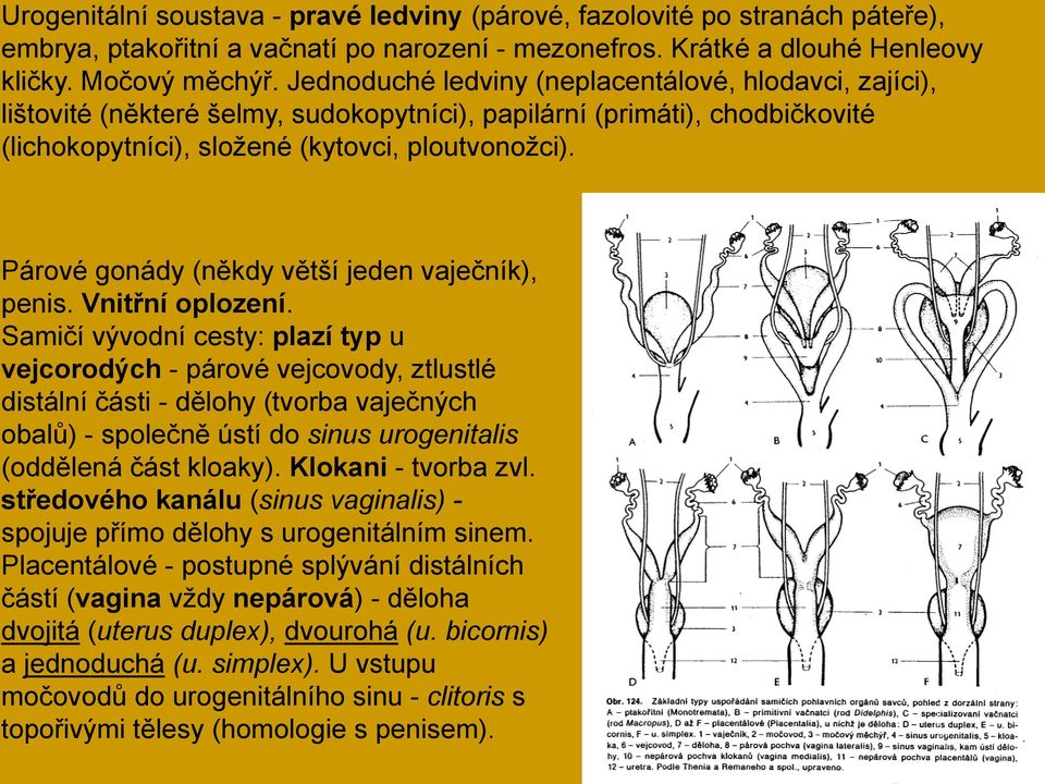 Párové gonády (někdy větší jeden vaječník), penis. Vnitřní oplození.