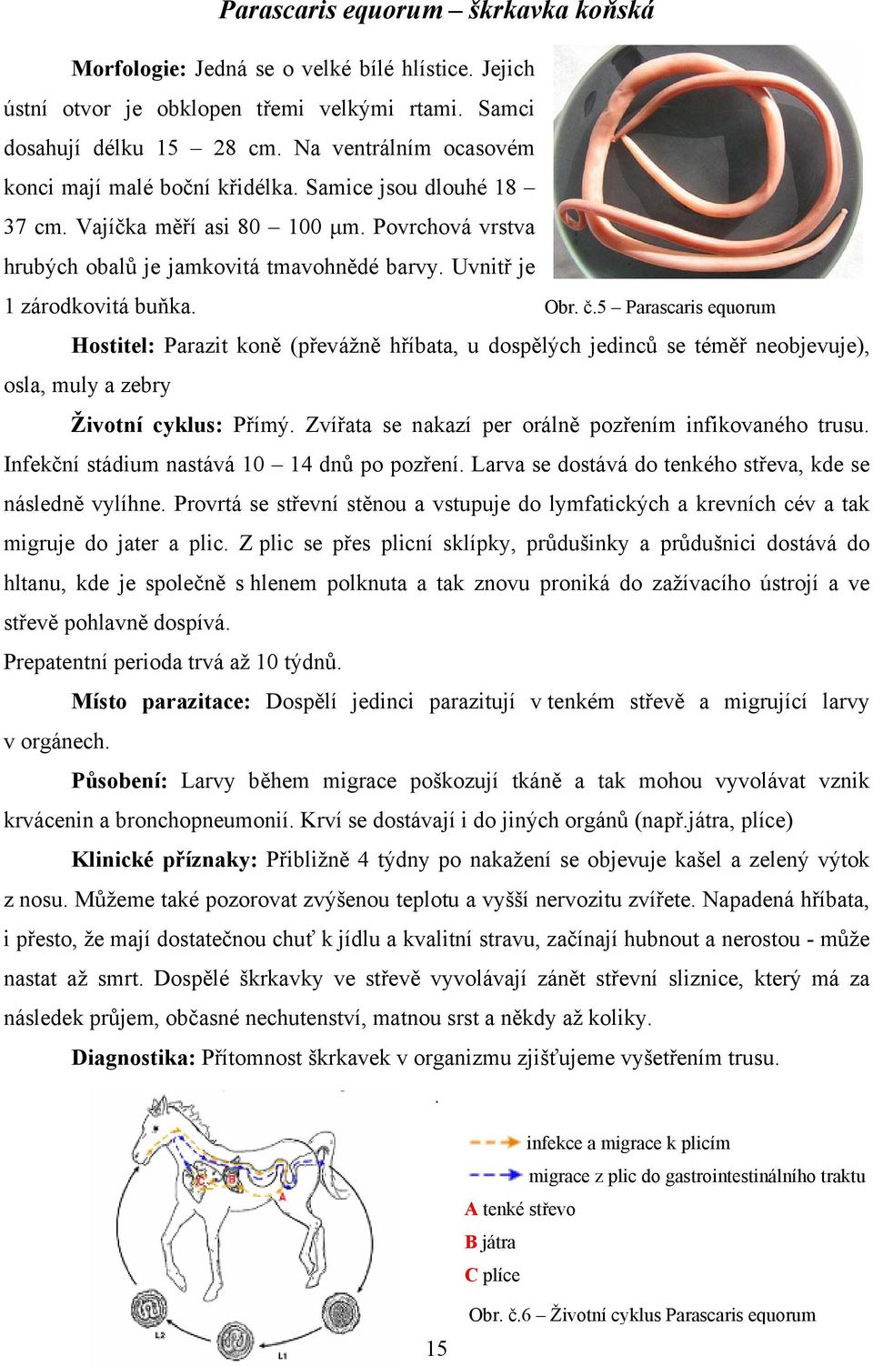 Uvnitř je 1 zárodkovitá buňka. Obr. č.5 Parascaris equorum Hostitel: Parazit koně (převážně hříbata, u dospělých jedinců se téměř neobjevuje), osla, muly a zebry Životní cyklus: Přímý.