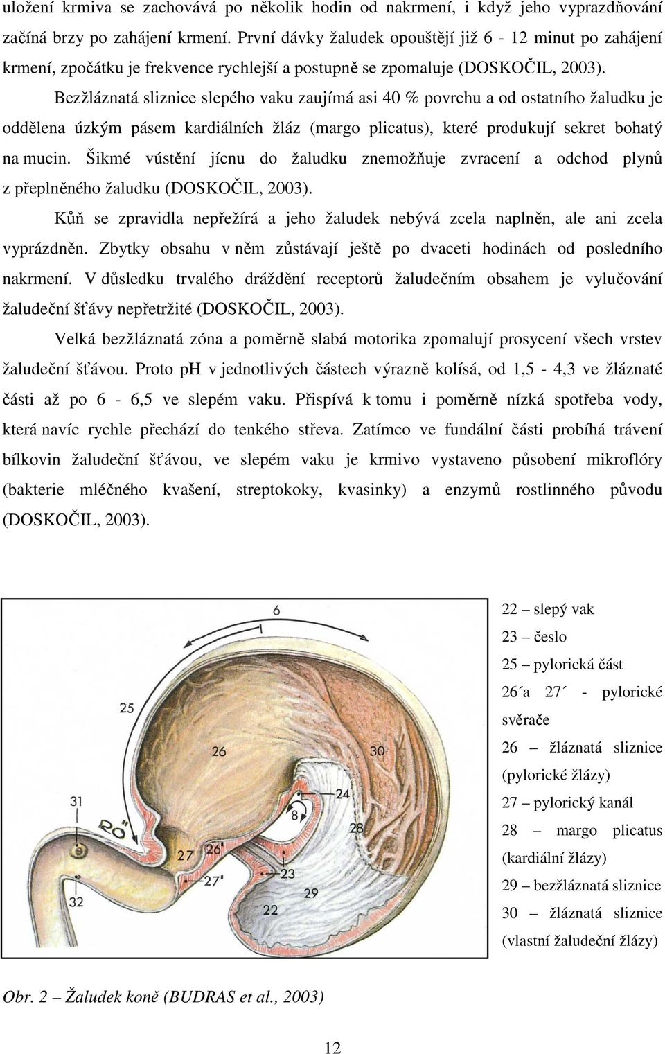 Bezžláznatá sliznice slepého vaku zaujímá asi 40 % povrchu a od ostatního žaludku je oddělena úzkým pásem kardiálních žláz (margo plicatus), které produkují sekret bohatý na mucin.