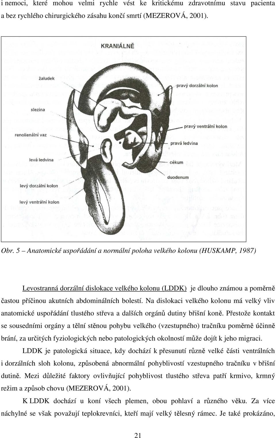 Na dislokaci velkého kolonu má velký vliv anatomické uspořádání tlustého střeva a dalších orgánů dutiny břišní koně.