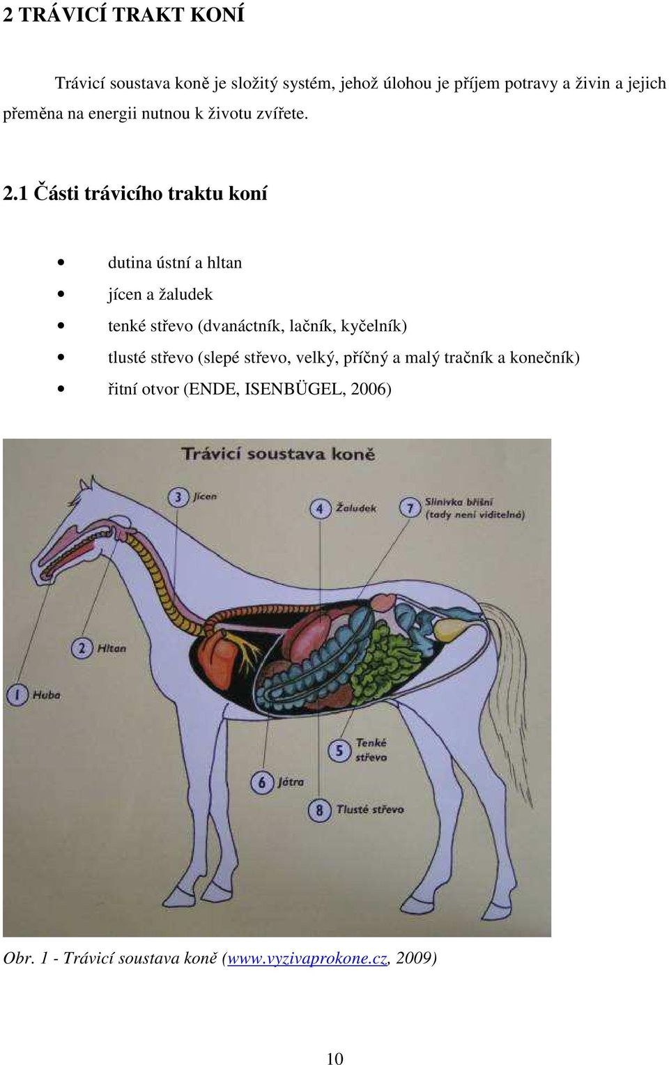 1 Části trávicího traktu koní dutina ústní a hltan jícen a žaludek tenké střevo (dvanáctník, lačník,