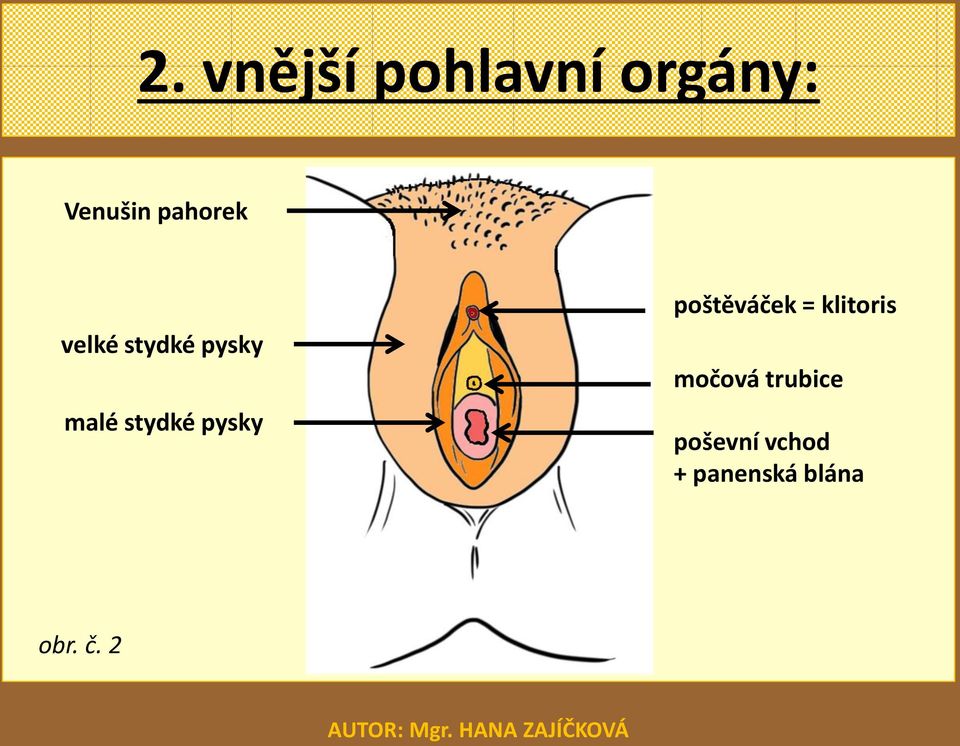 pysky poštěváček = klitoris močová