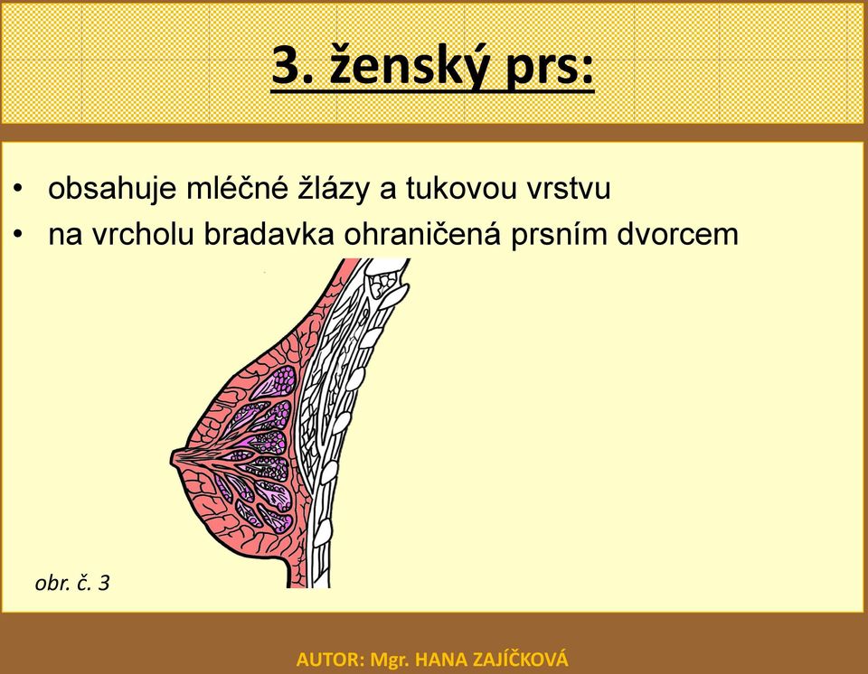 vrstvu na vrcholu bradavka