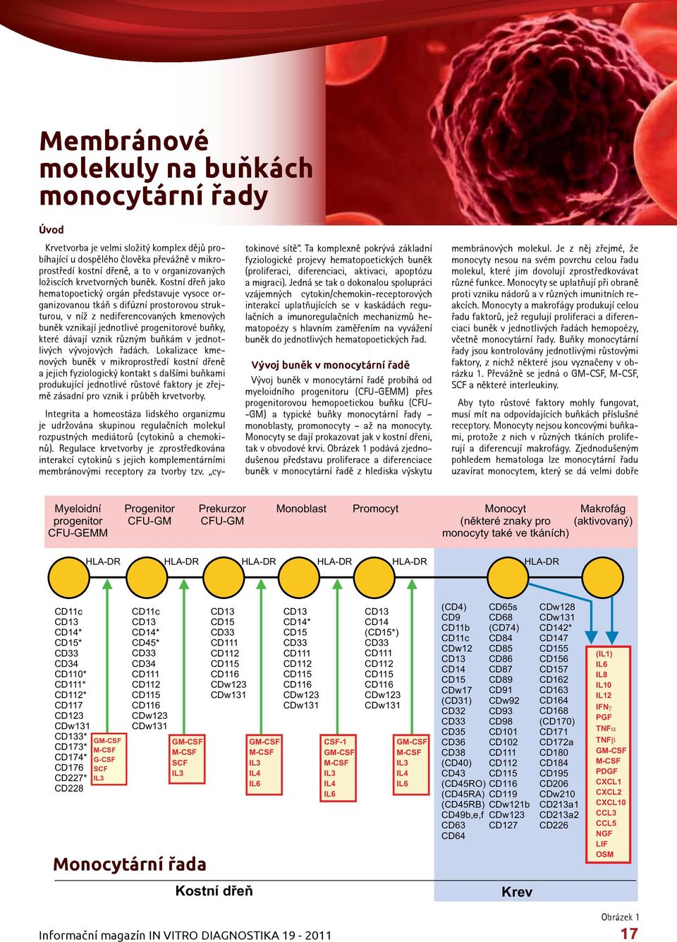 Kostní dřeň jako hematopoetický orgán představuje vysoce organizovanou tkáň s difúzní prostorovou strukturou, v níž z nediferencovaných kmenových buněk vznikají jednotlivé progenitorové buňky, které