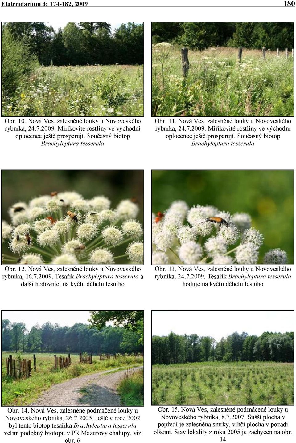 13. Nová Ves, zalesněné louky u Novoveského rybníka, 24.7.2009. Tesařík hoduje na květu děhelu lesního Obr. 14. Nová Ves, zalesněné podmáčené louky u Novoveského rybníka, 26.7.2005.