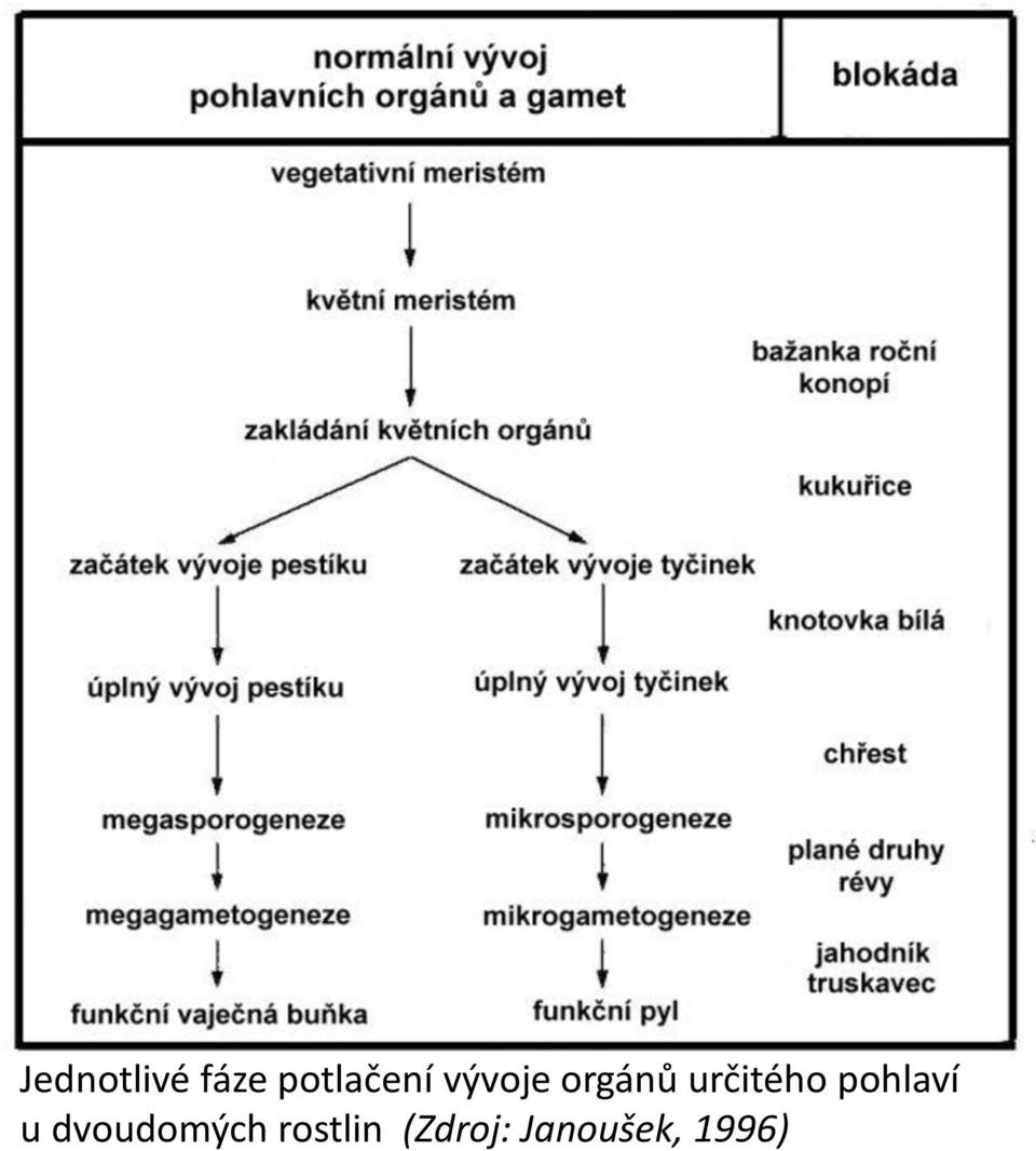 pohlaví u dvoudomých