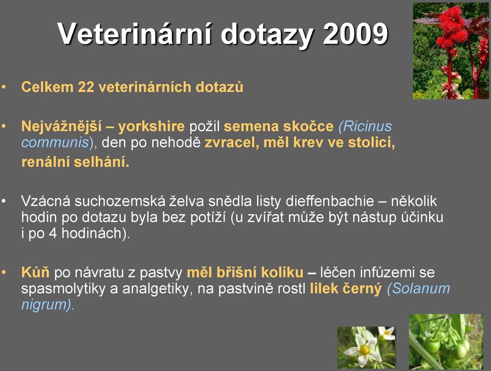 Vzácná suchozemská želva snědla listy dieffenbachie několik hodin po dotazu byla bez potíží (u zvířat může být