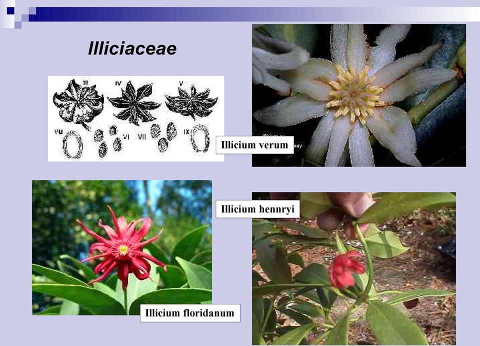 Illicium